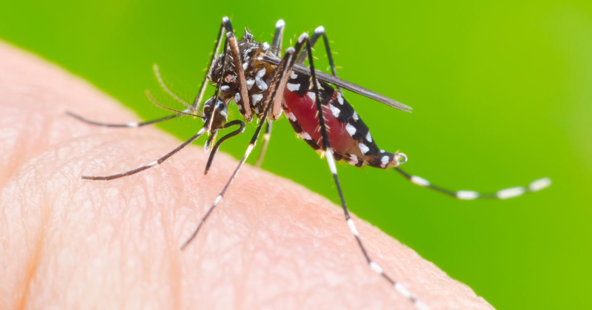 Estados temem epidemias de dengue e outras doenças junto com coronavírus